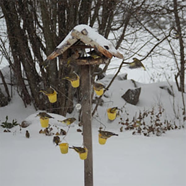 Charmant Wiel Vogelvoeder - zowel functioneel als decoratief - robuuste en handige constructie - huishoudmeester