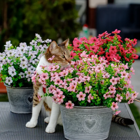 Levensechte tuinbloemen voor buiten - onderhoudsarm - milieuvriendelijk - gecertificeerd veilig - Huishoudmeester